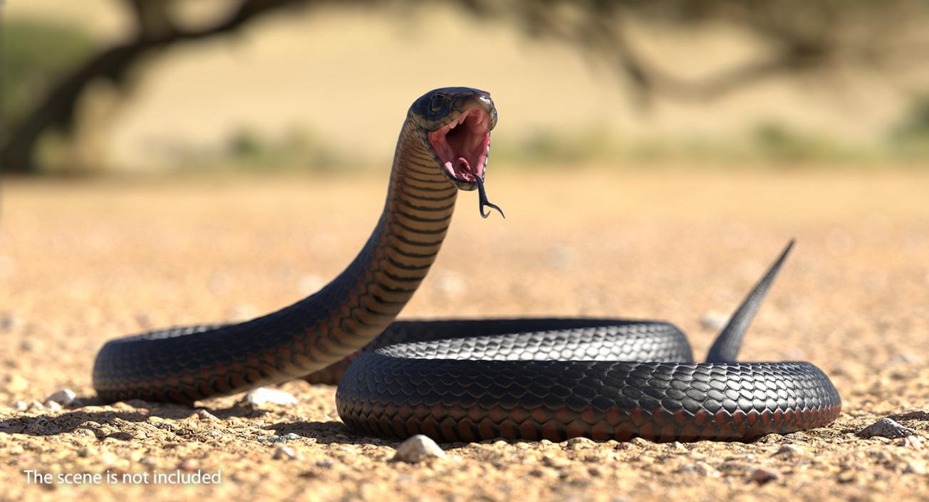 California King Snake Black 3D