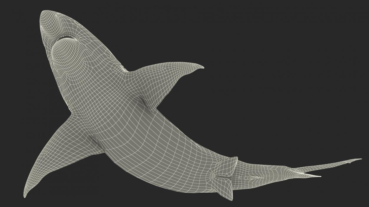 3D model Carcharhinus Amboinensis Shark