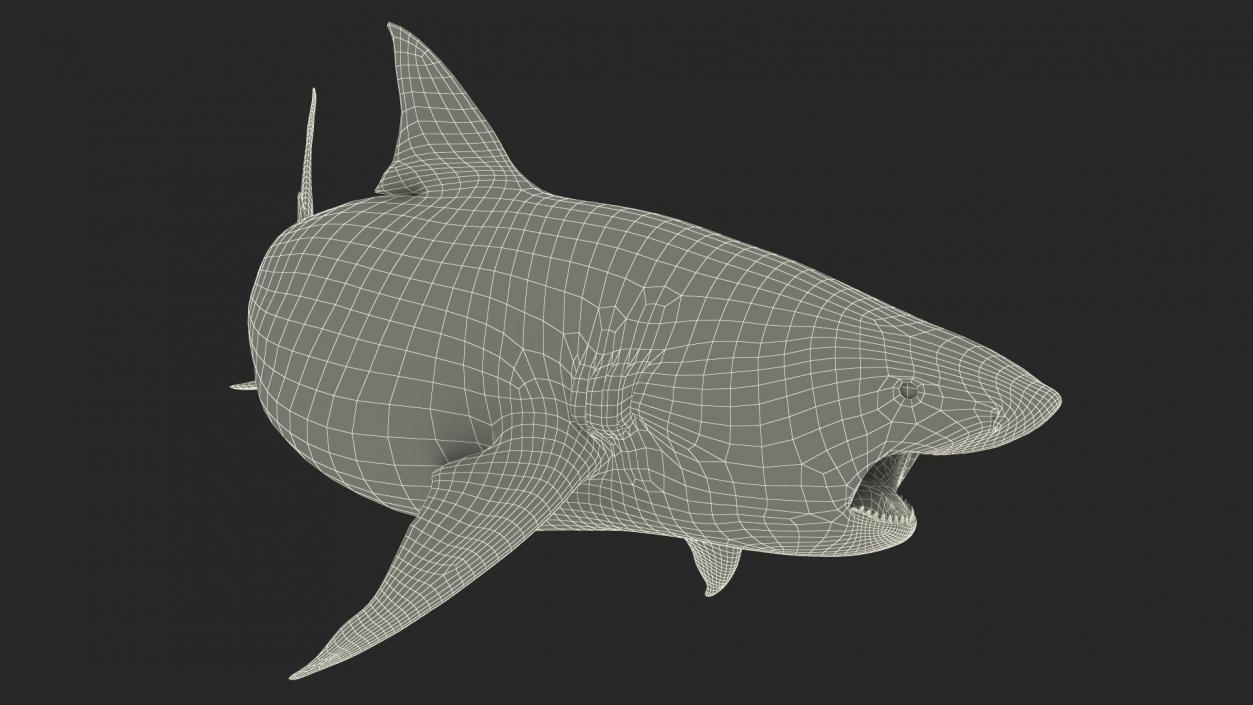 3D model Carcharhinus Amboinensis Shark