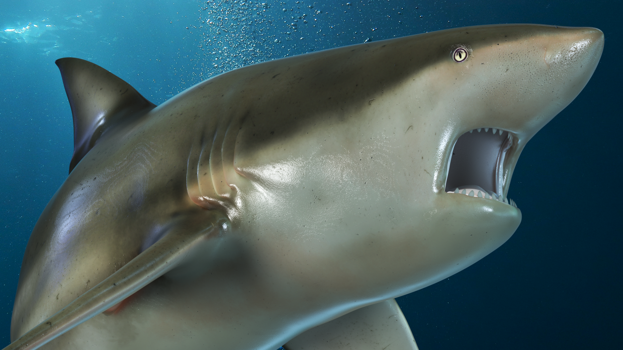 3D model Carcharhinus Amboinensis Shark