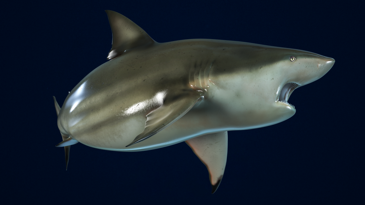 3D model Carcharhinus Amboinensis Shark