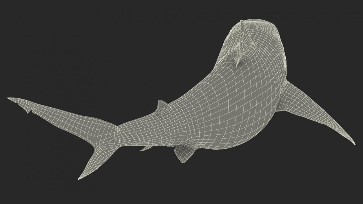 3D model Carcharhinus Amboinensis Shark