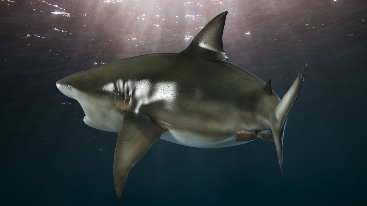 3D model Carcharhinus Amboinensis Shark