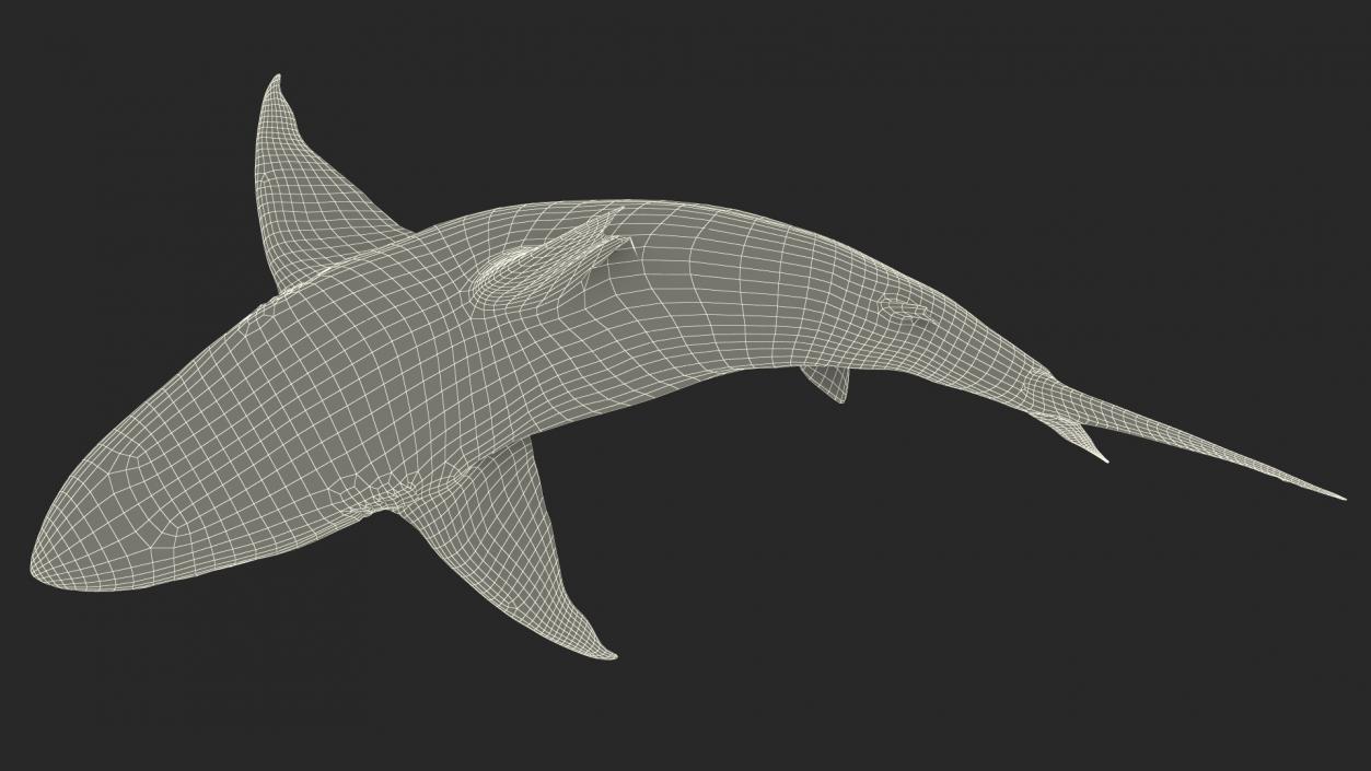 3D model Carcharhinus Amboinensis Shark