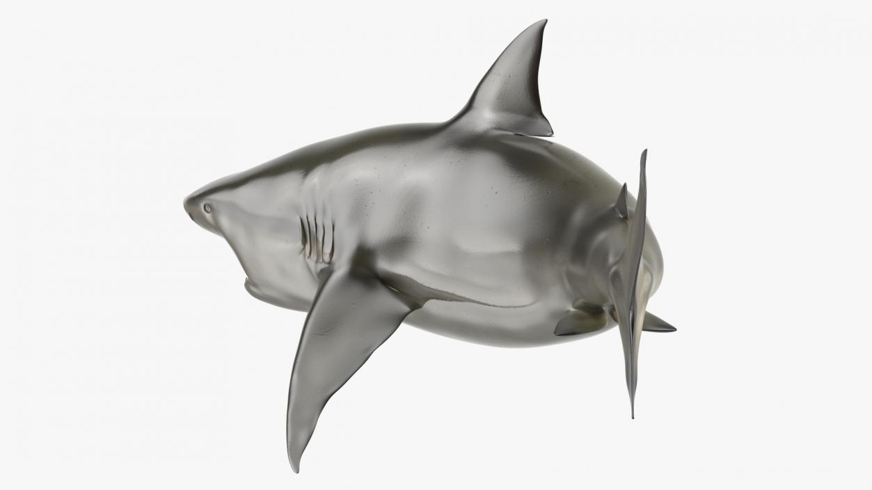 3D model Carcharhinus Amboinensis Shark