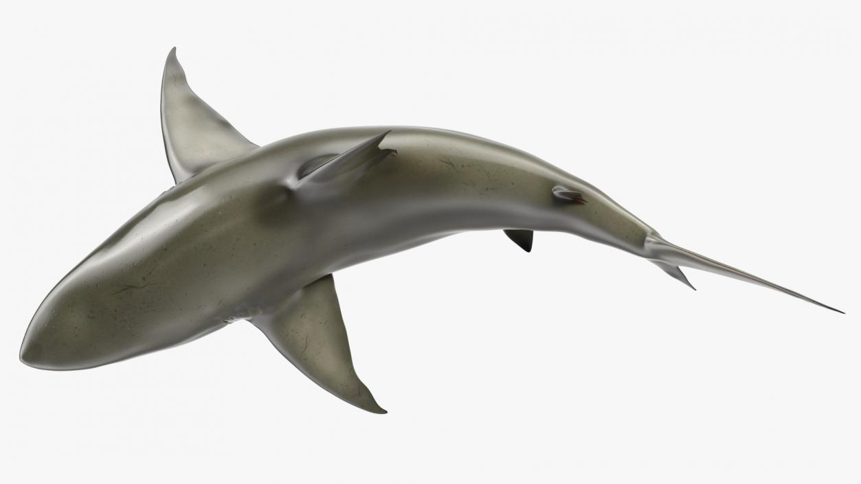 3D model Carcharhinus Amboinensis Shark