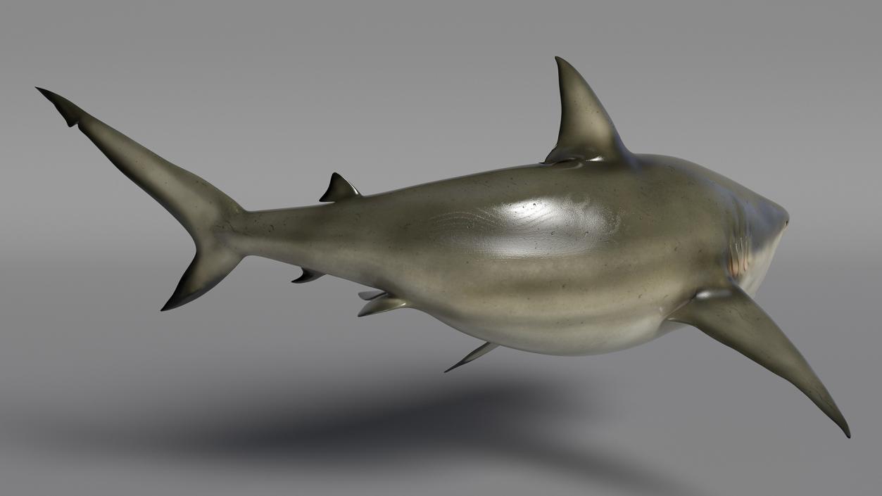 3D model Carcharhinus Amboinensis Shark