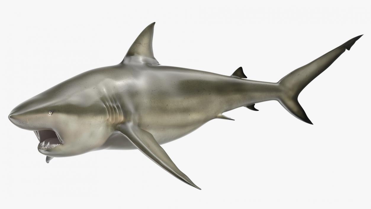 3D model Carcharhinus Amboinensis Shark