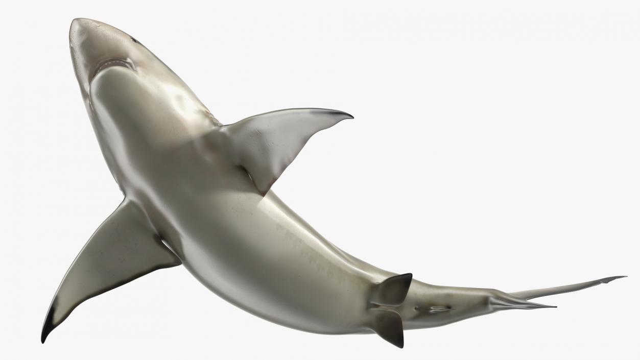 3D model Carcharhinus Amboinensis Shark