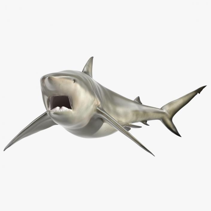 3D model Carcharhinus Amboinensis Shark