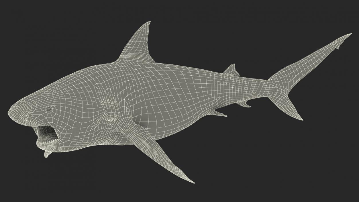 3D model Carcharhinus Amboinensis Shark