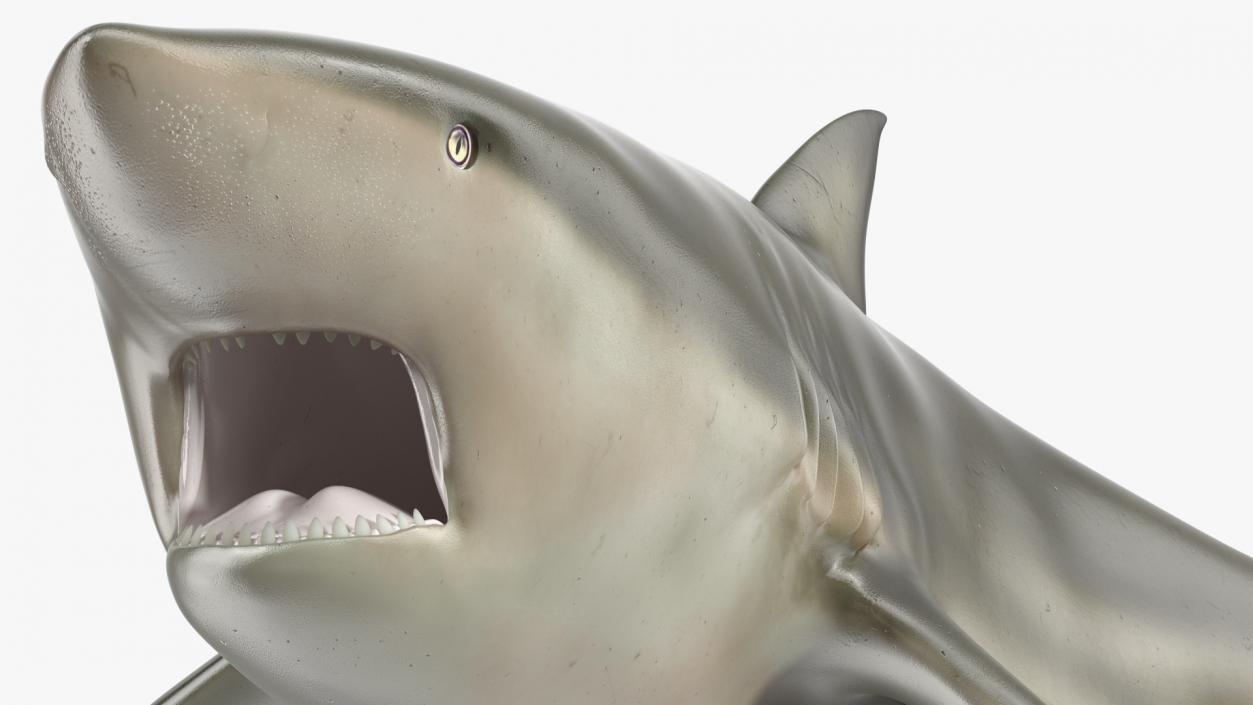 3D model Carcharhinus Amboinensis Shark