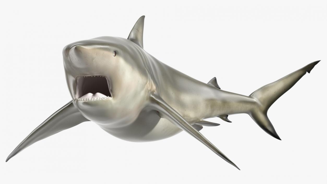 3D model Carcharhinus Amboinensis Shark