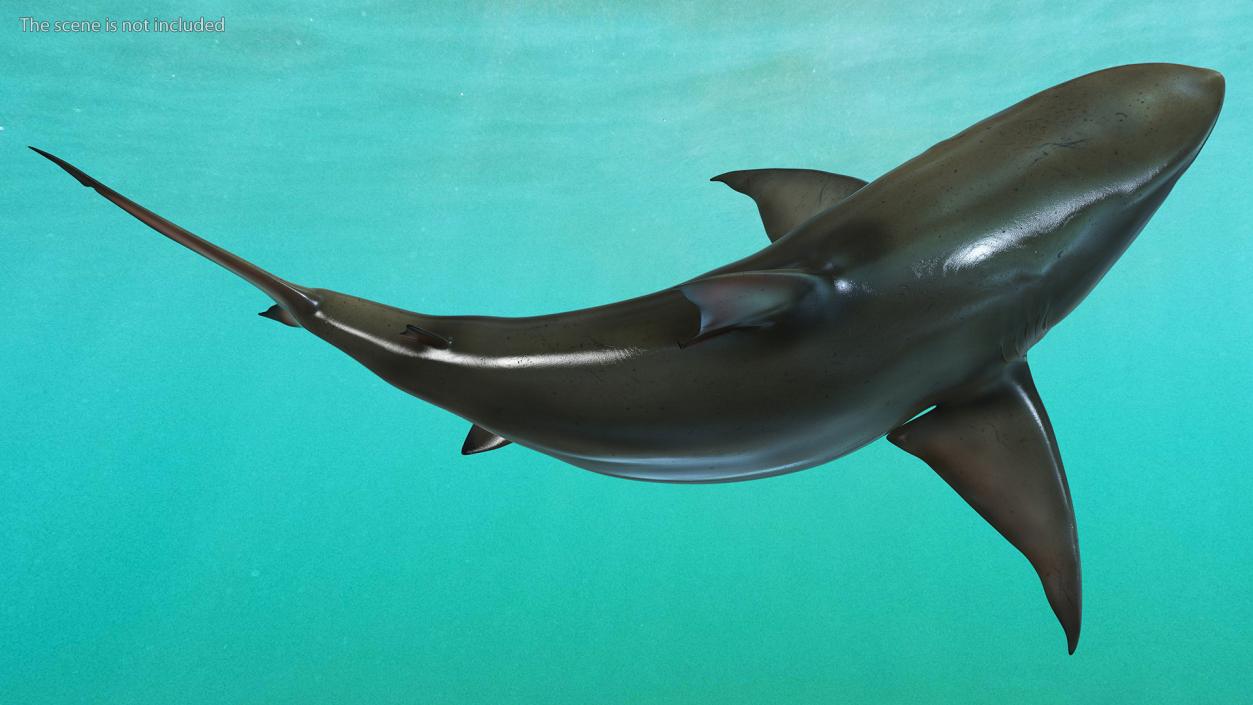 3D model Carcharhinus Amboinensis Shark