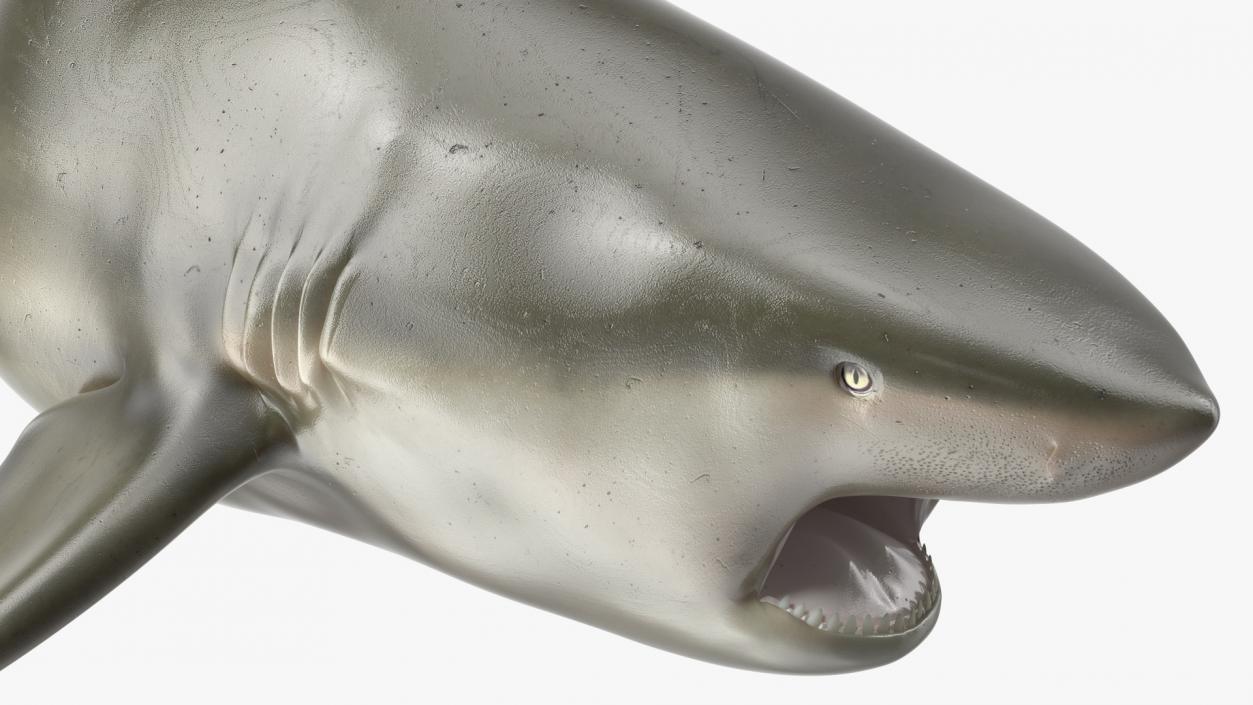 3D model Carcharhinus Amboinensis Shark