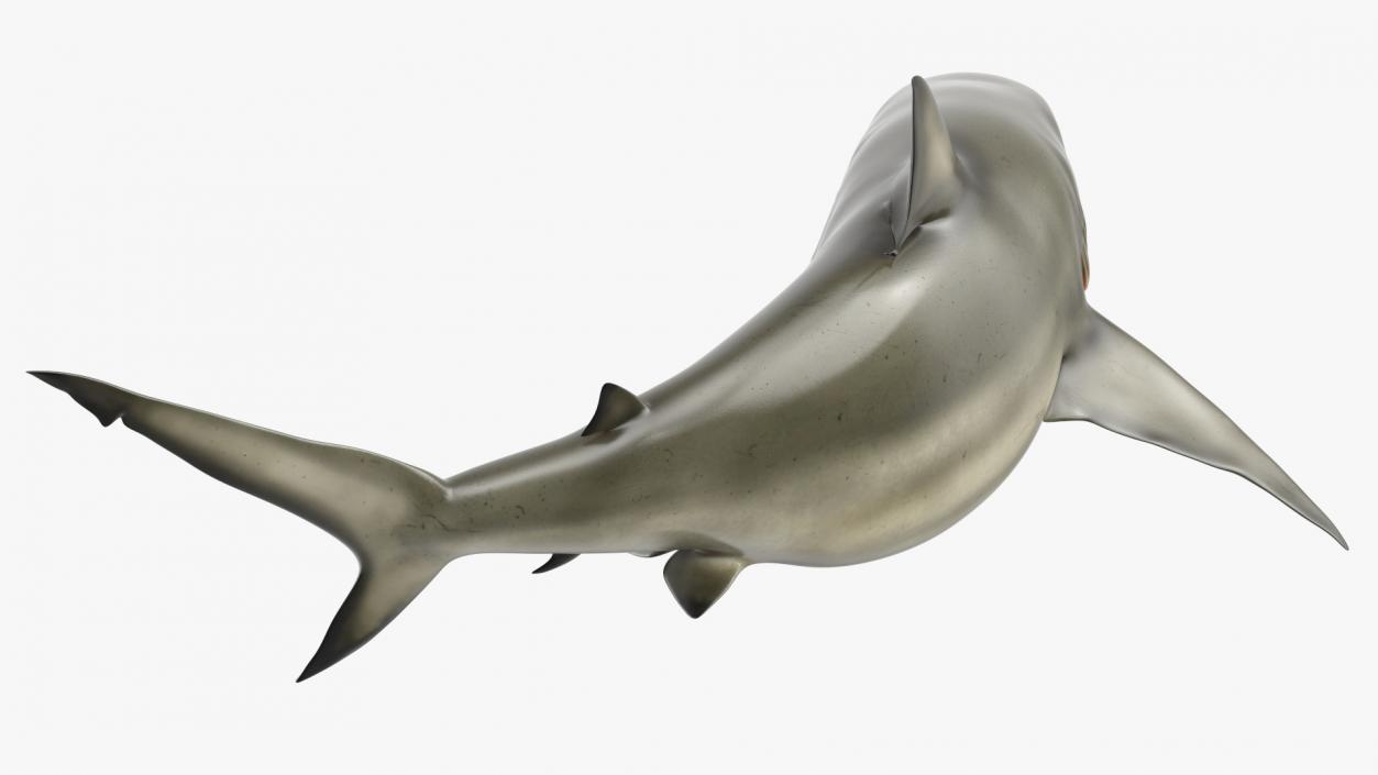 3D model Carcharhinus Amboinensis Shark