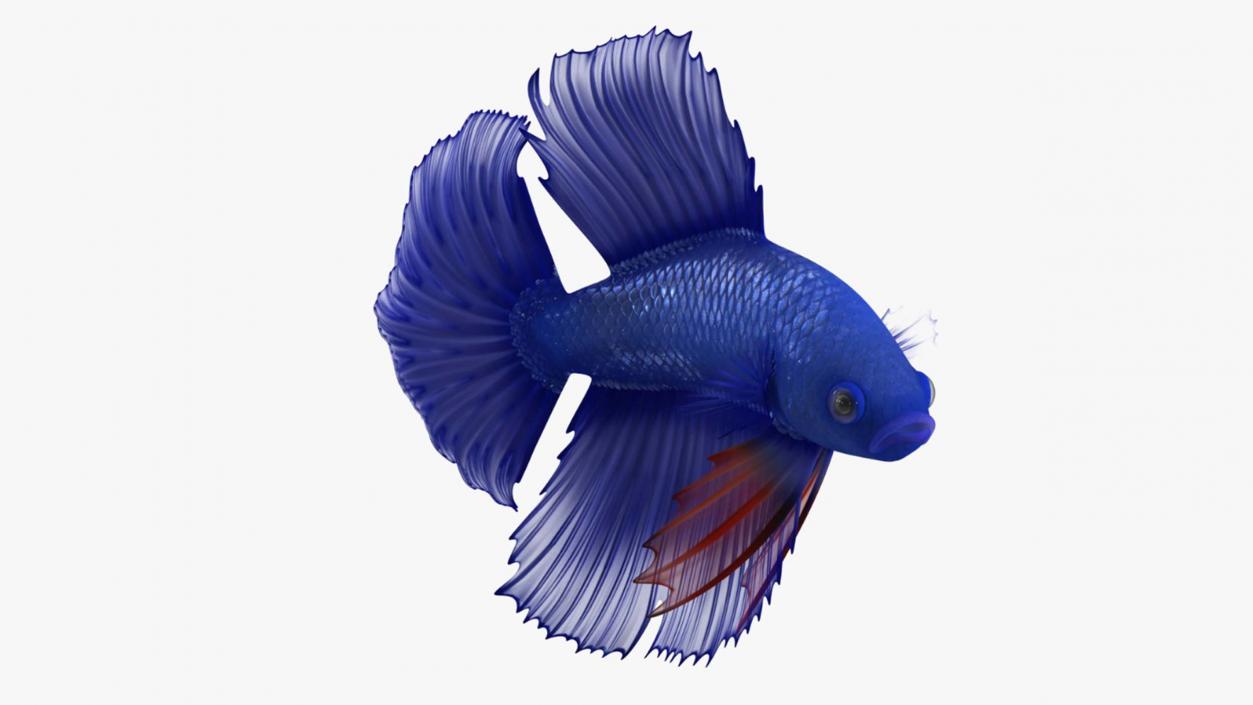 3D Blue Betta Fish Rigged for Cinema 4D