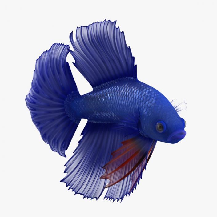 3D Blue Betta Fish Rigged for Cinema 4D