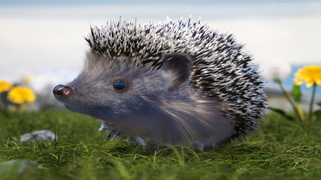 3D model Black Hedgehog Fur Rigged