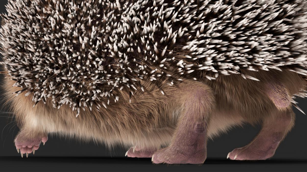 3D model Black Hedgehog Fur Rigged