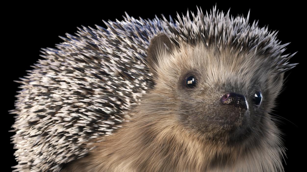 3D model Black Hedgehog Fur Rigged