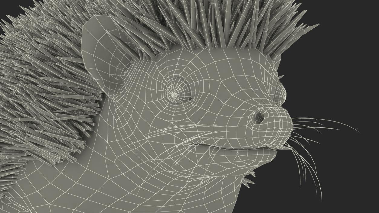 3D model Black Hedgehog Fur Rigged