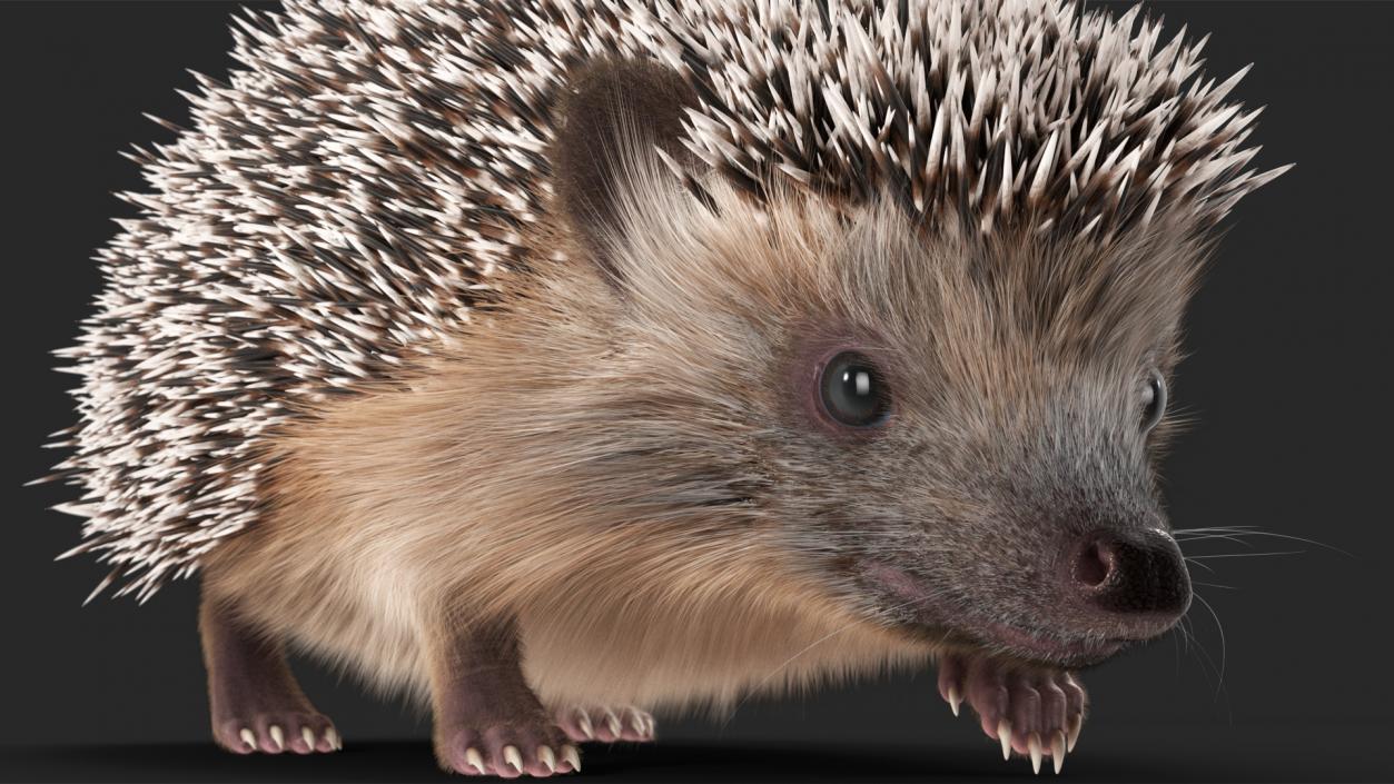 3D model Black Hedgehog Fur Rigged