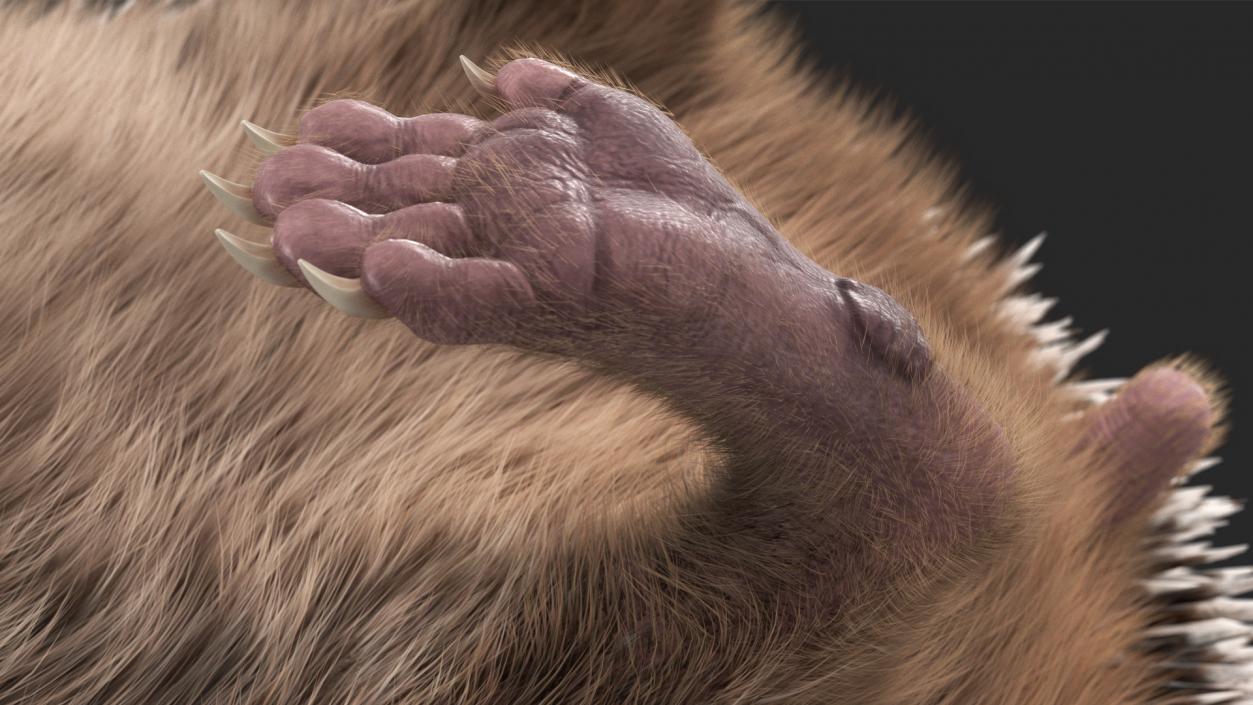 3D model Black Hedgehog Fur Rigged