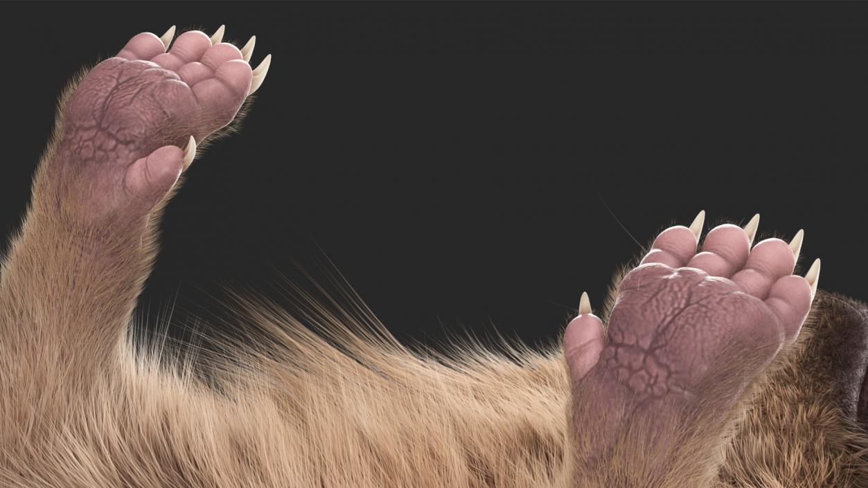 3D model Black Hedgehog Fur Rigged