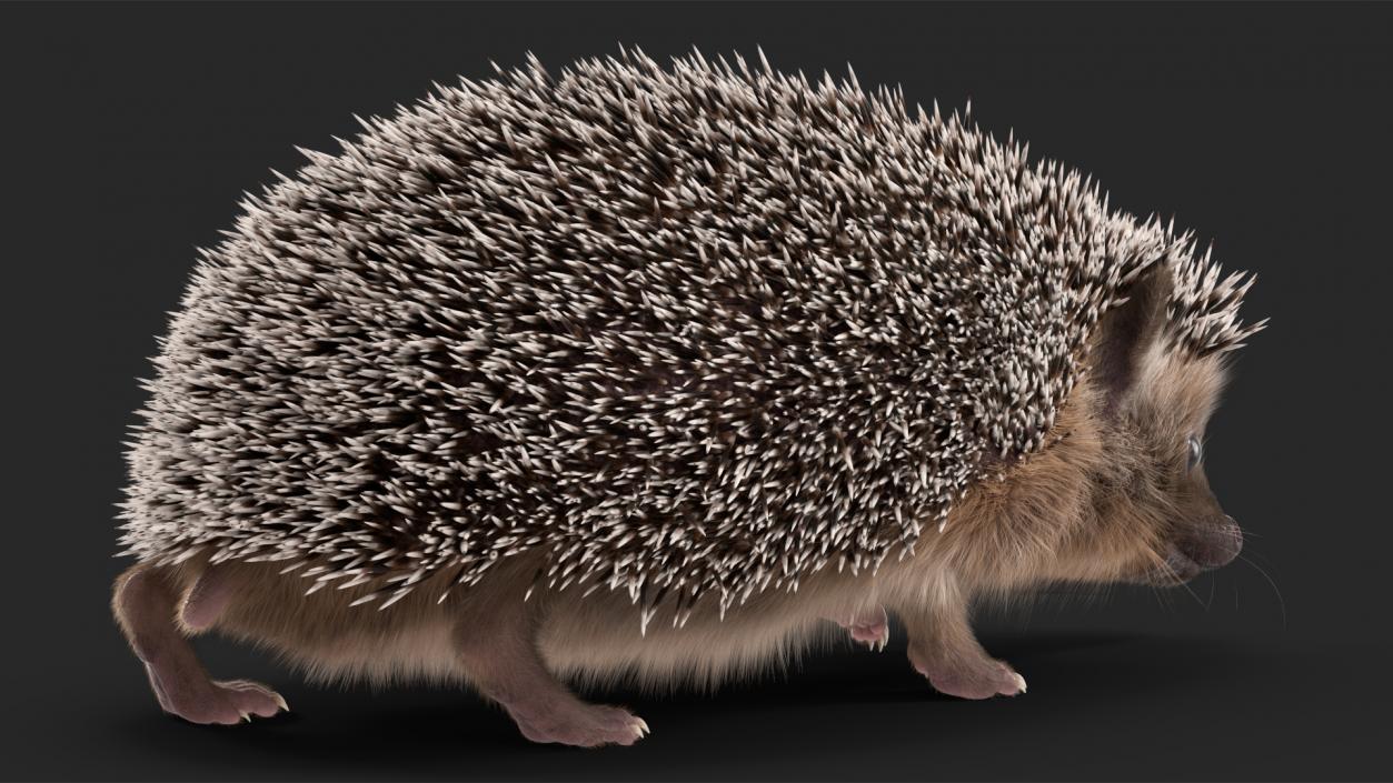 3D model Black Hedgehog Fur Rigged