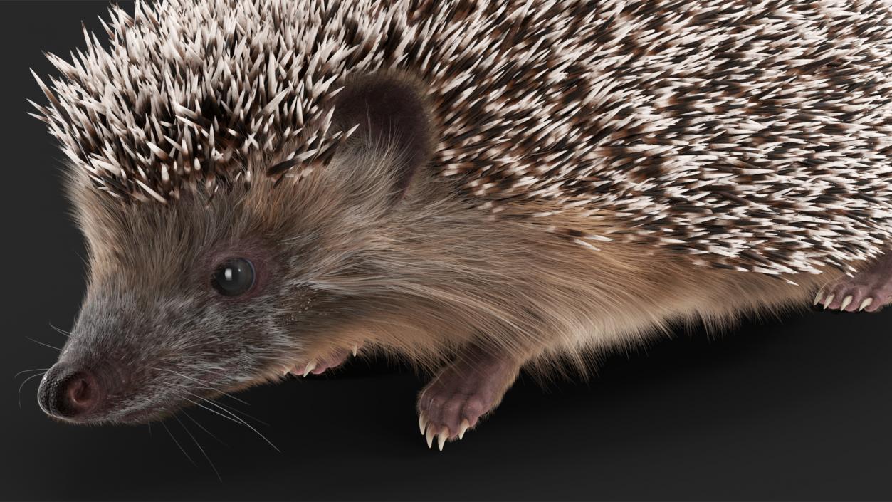 3D model Black Hedgehog Fur Rigged