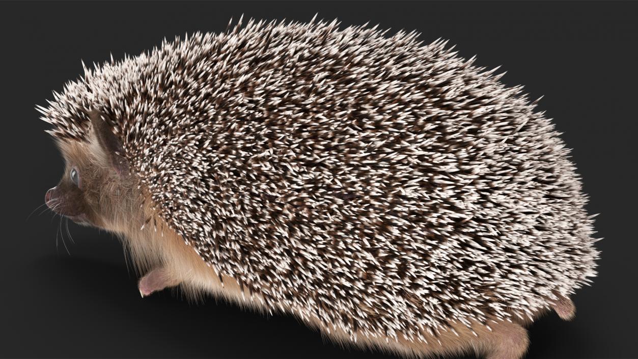 3D model Black Hedgehog Fur Rigged