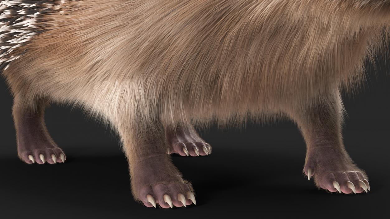 3D model Black Hedgehog Fur Rigged