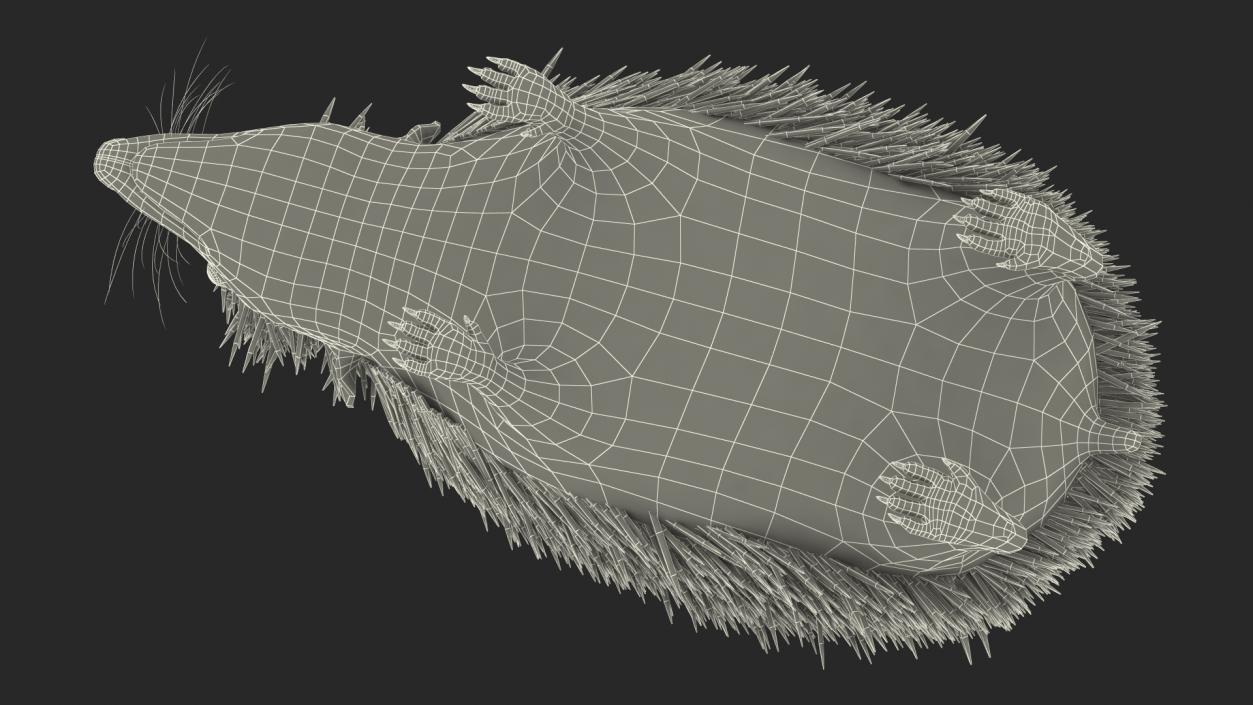 3D model Black Hedgehog Fur Rigged