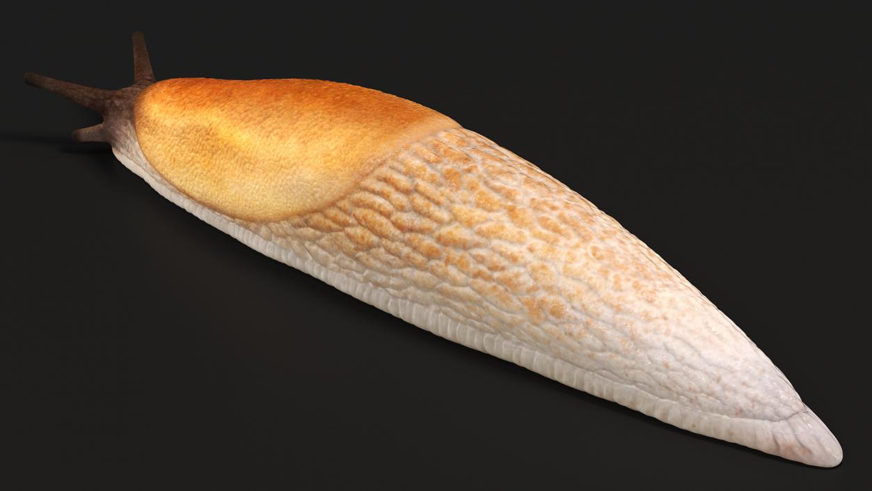 Spanish Slug 3D