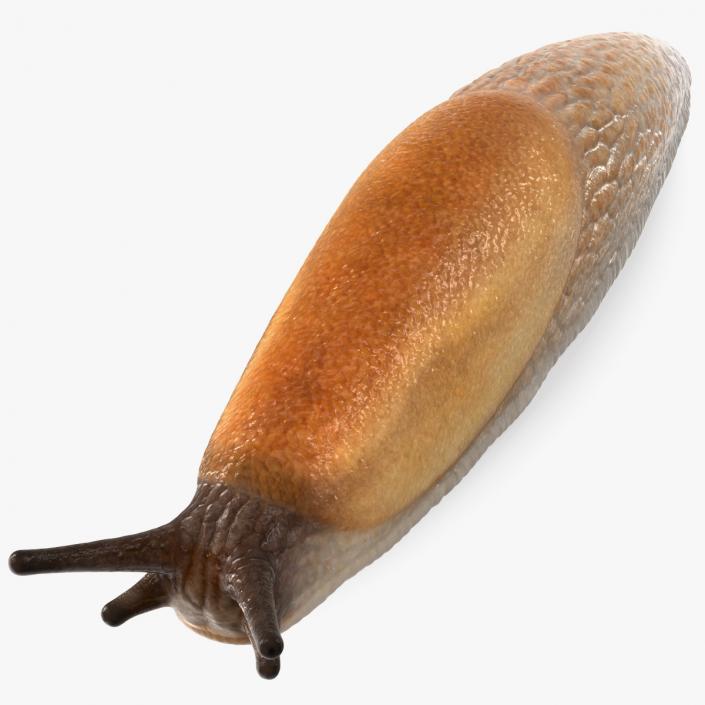 Spanish Slug 3D