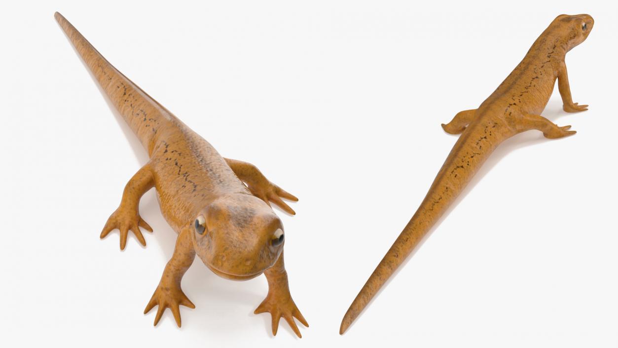 3D model Common Newt Standing Pose