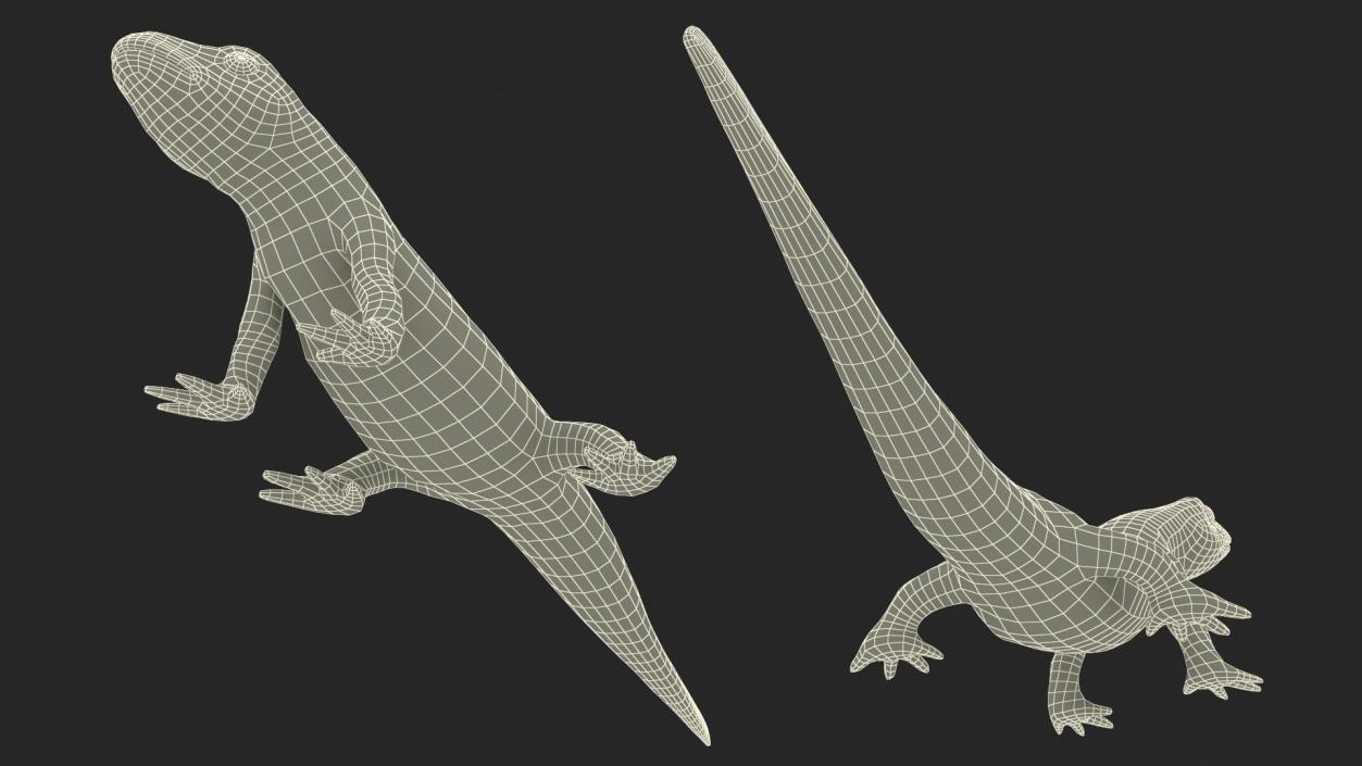 3D model Common Newt Standing Pose