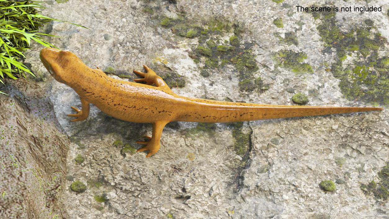 3D model Common Newt Standing Pose