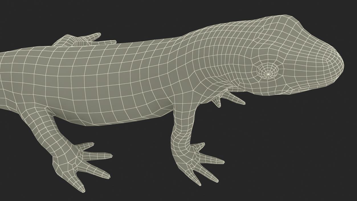 3D model Common Newt Standing Pose