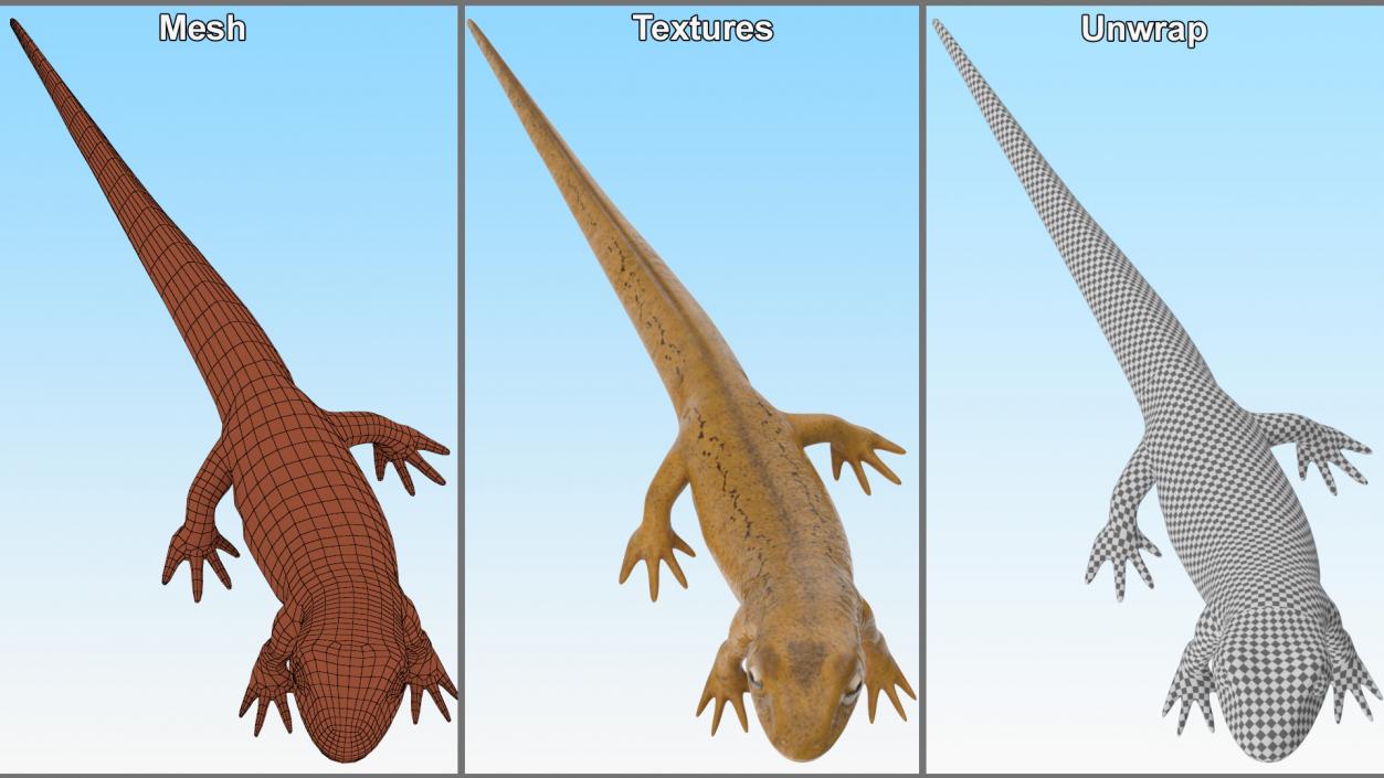 3D model Common Newt Standing Pose