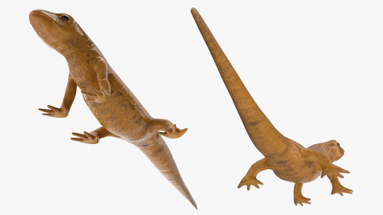 3D model Common Newt Standing Pose