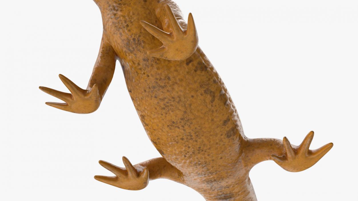 3D model Common Newt Standing Pose