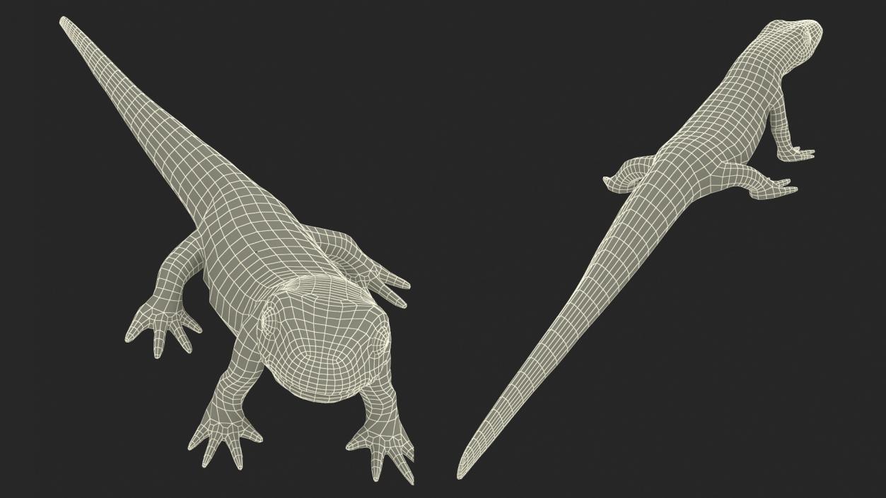 3D model Common Newt Standing Pose