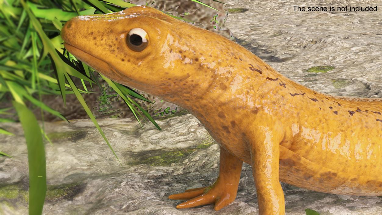 3D model Common Newt Standing Pose