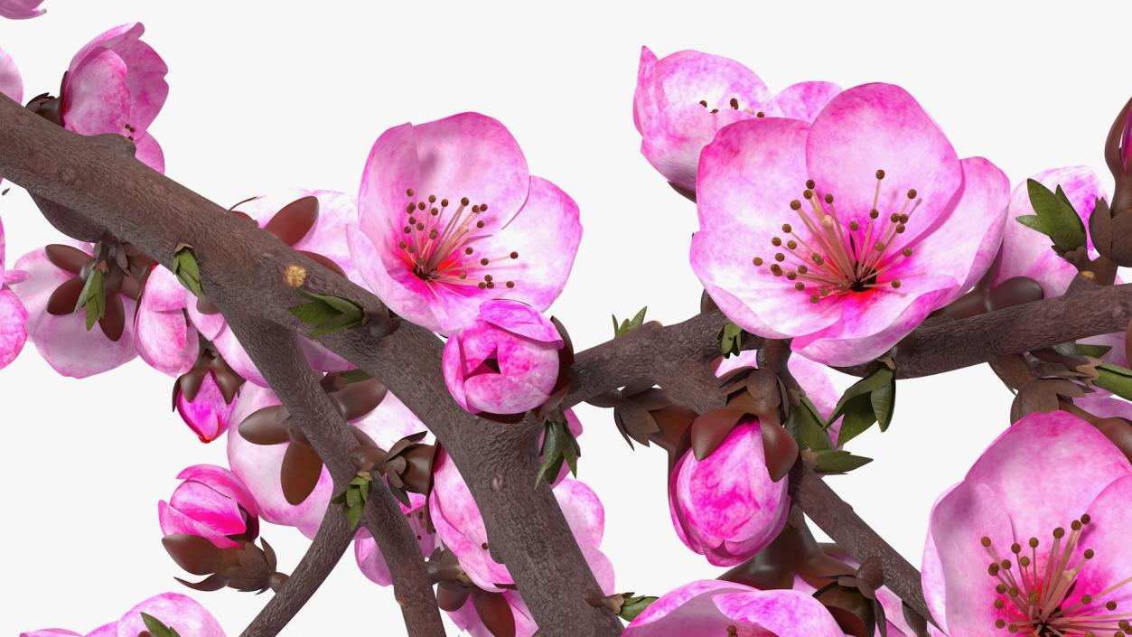 3D model Sakura Branch with Flower Buds