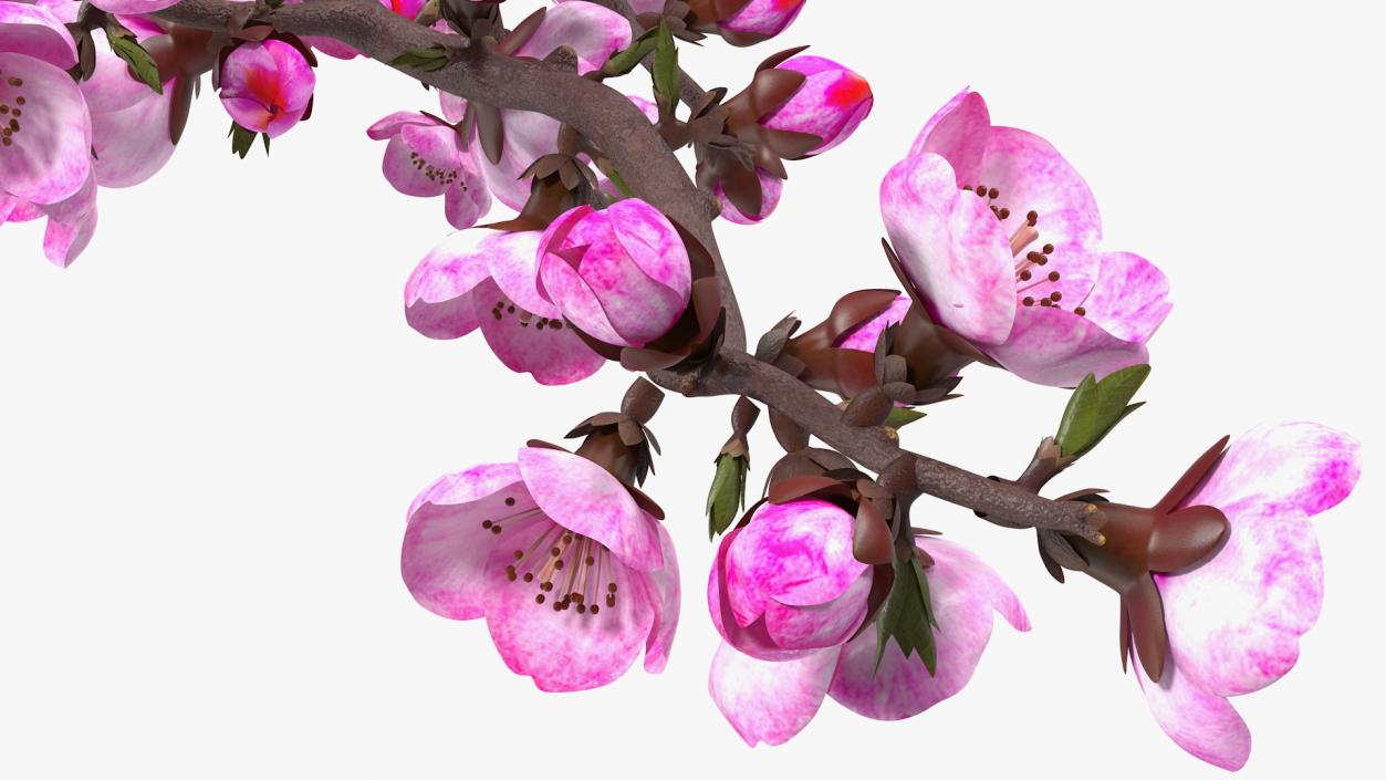 3D model Sakura Branch with Flower Buds