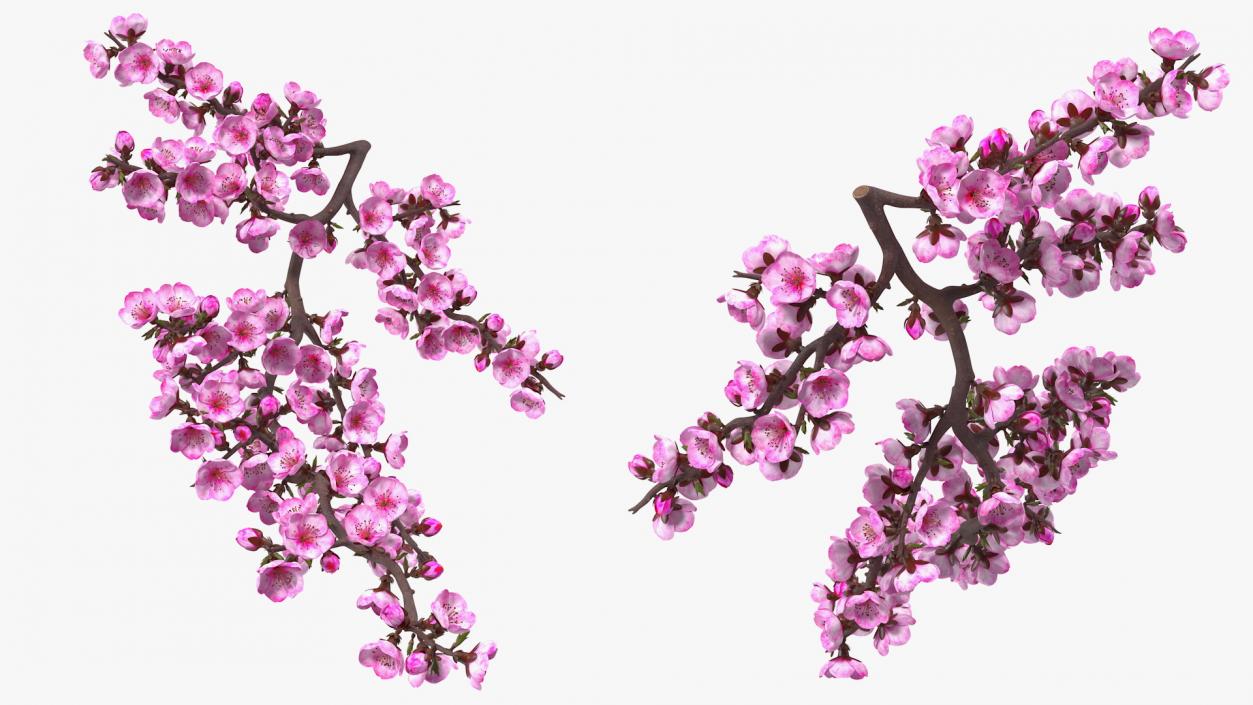 3D model Sakura Branch with Flower Buds