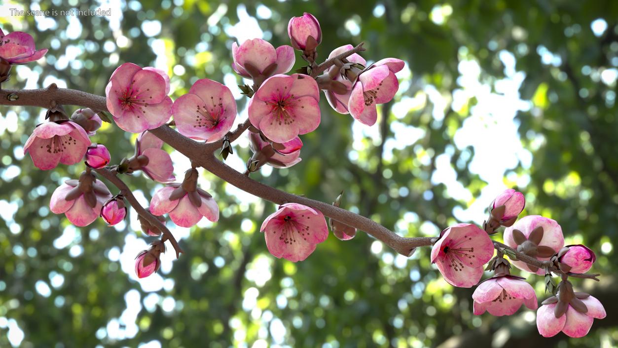 3D model Sakura Branch with Flower Buds