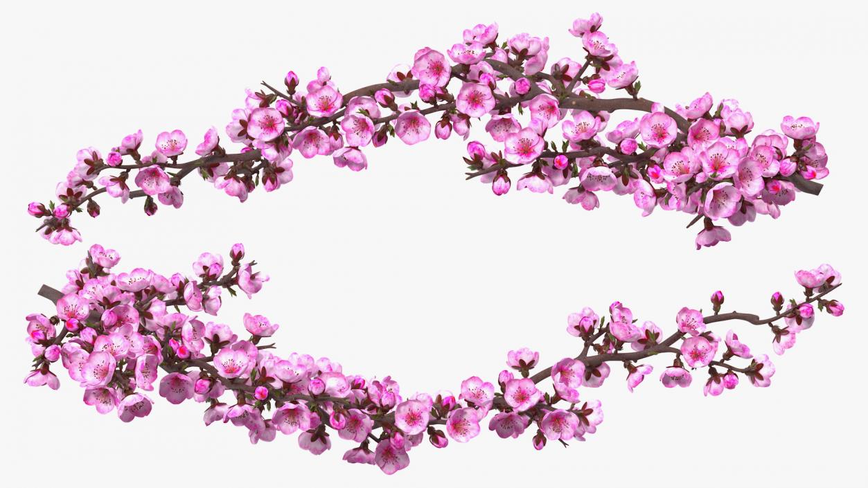 3D model Sakura Branch with Flower Buds